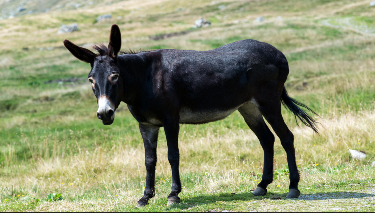 Denuncian maltrato animal en Escárcega: Arrastran a burro con una camioneta  