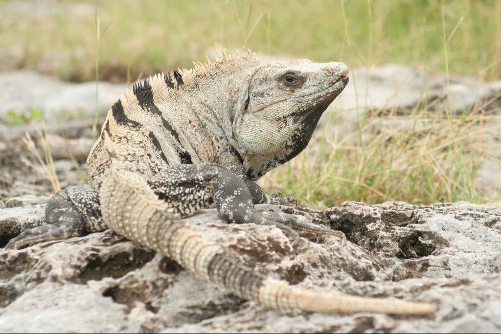 La iguana negra de cola espinosa no es el verdadero Tolook, revelan usuarios de las redes sociales La iguana negra de cola espinosa no es el verdadero Tolook, revelan usuarios de las redes sociales
