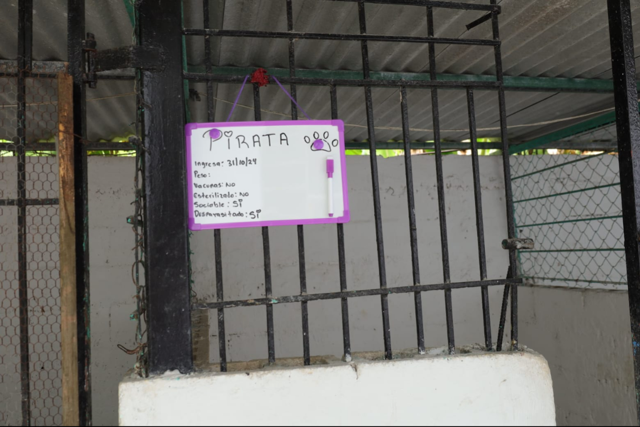 Pirata, uno de los perros fue adoptado, pero devuelto al poco tiempo en un estado de salud malo Pirata, uno de los perros fue adoptado, pero devuelto al poco tiempo en un estado de salud malo