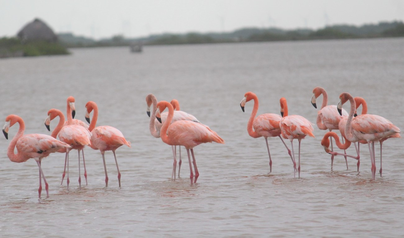 Arriban flamencos a Sinanché, Yucatán tras aumento en el nivel en las charcas