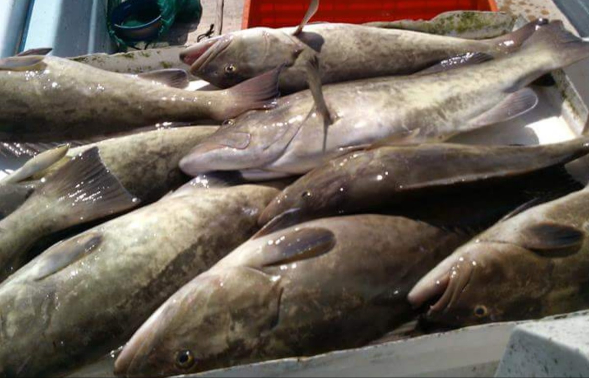 Antes de pandemia el kilo costaba 60 pesos, ahora está arriba de los 100 pesos Antes de pandemia el kilo costaba 60 pesos, ahora está arriba de los 100 pesos