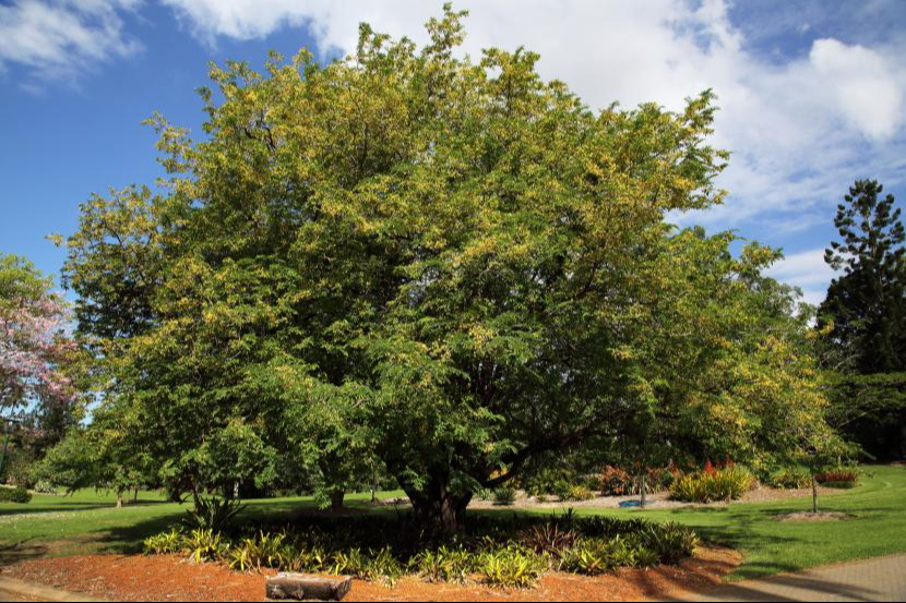 Hospitalizan a un hombre tras caer de un árbol de tamarindo en Motul