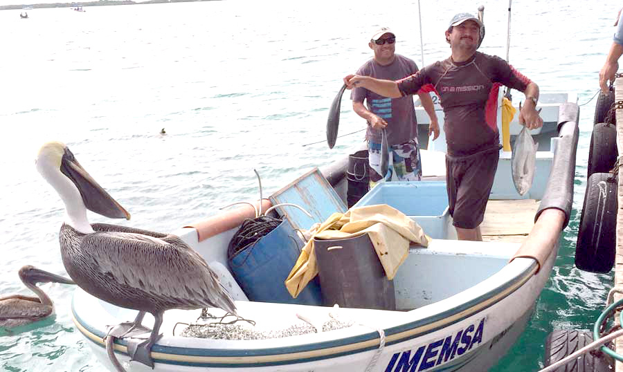Precio del pescado incrementa un 20% en Isla Mujeres; ahora lo consideran un lujo