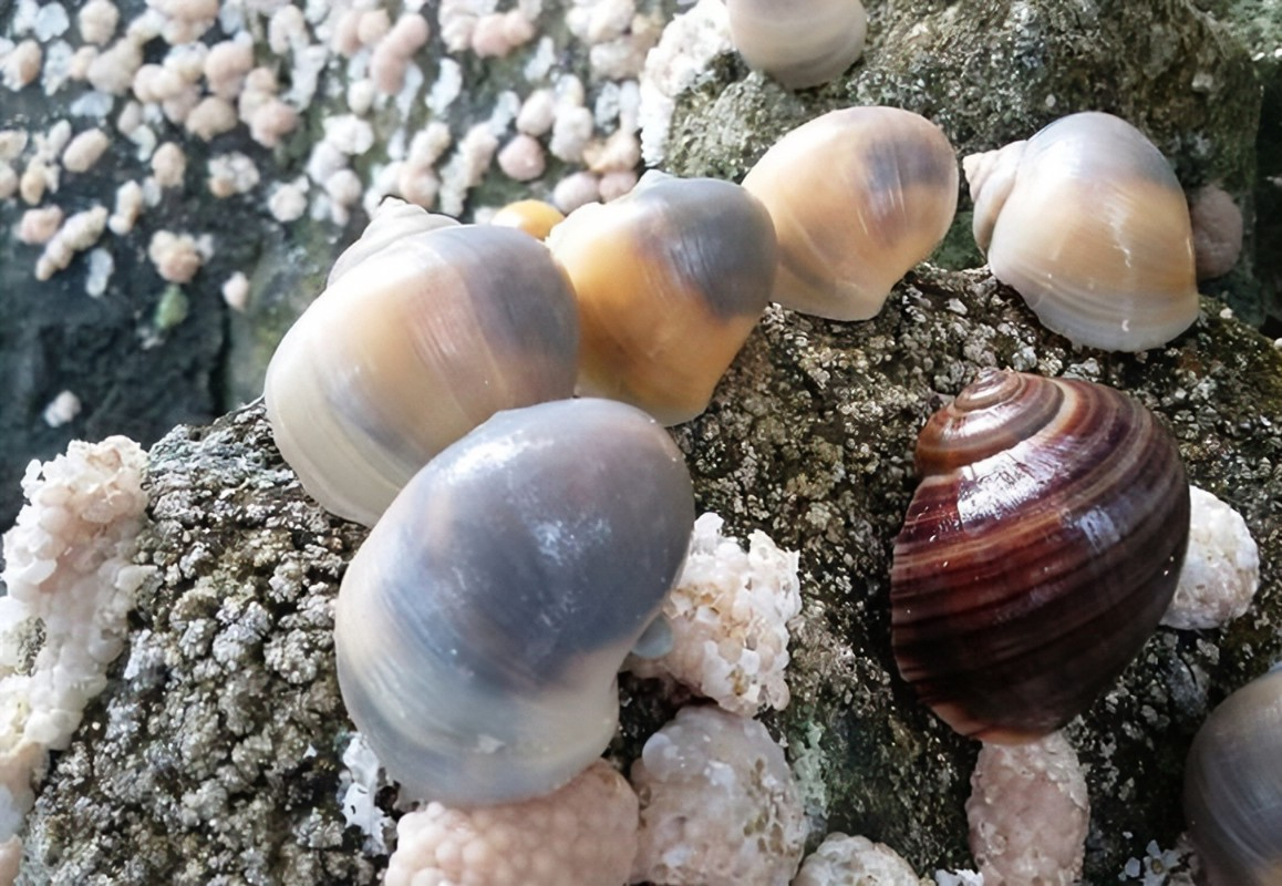 La cantidad de 283 caracoles ha logrado una alerta sobre la disminución del caracol chivita La cantidad de 283 caracoles ha logrado una alerta sobre la disminución del caracol chivita