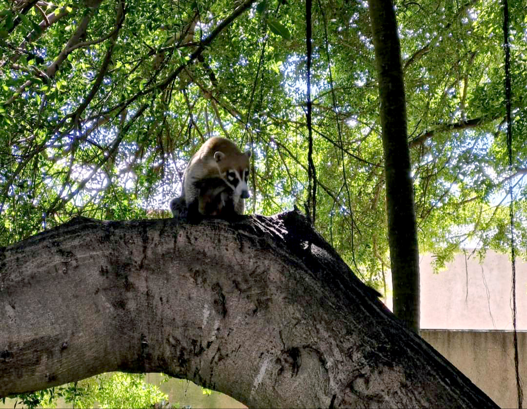 La tala de árboles afecta también a las especies de la zona, ya que son el hogar de dichos animales La tala de árboles afecta también a las especies de la zona, ya que son el hogar de dichos animales