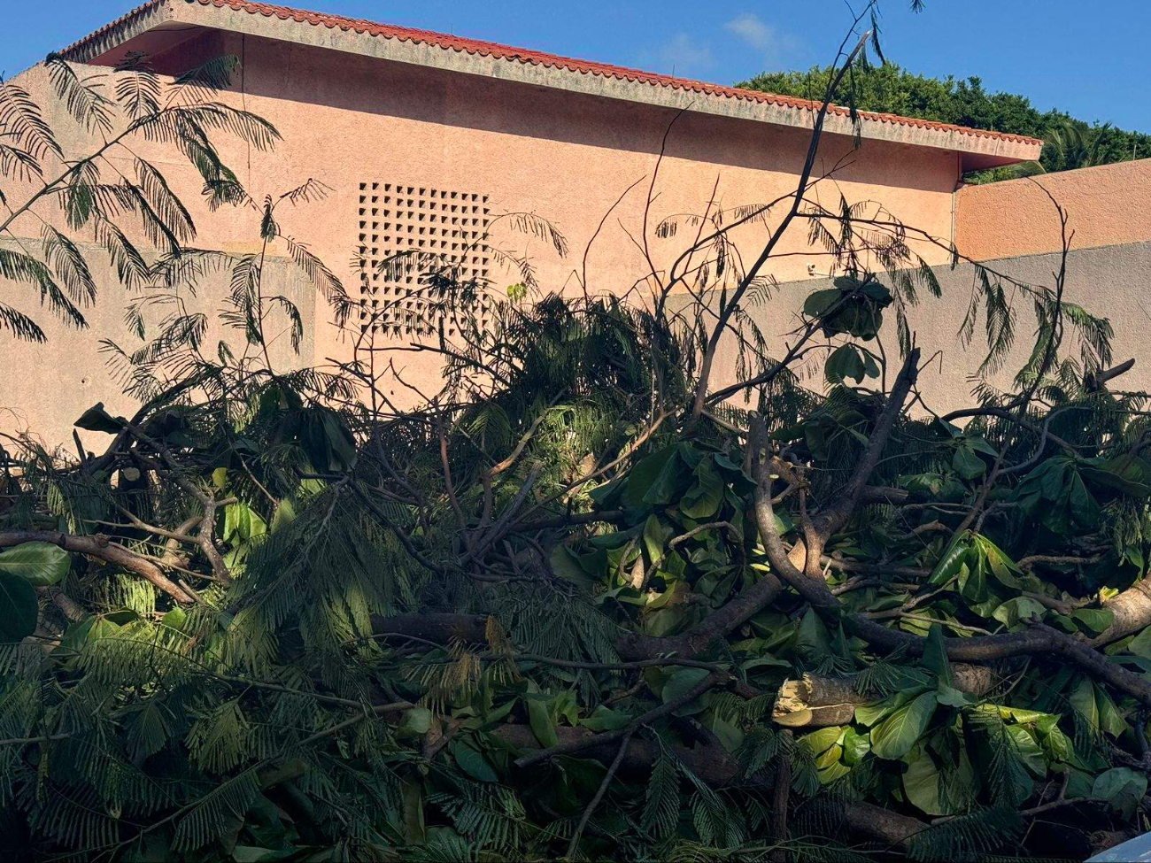 Pese a que el área verde fue una donación que no se puede dañar o construir, se han hecho tala de árboles Pese a que el área verde fue una donación que no se puede dañar o construir, se han hecho tala de árboles