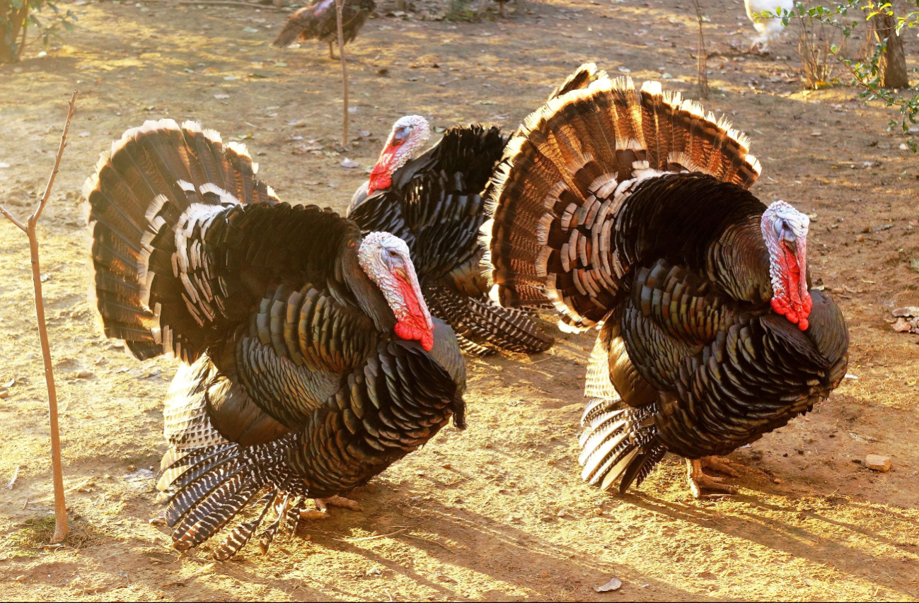 Thanksgiving: ¿Por qué se come pavo el Día de Acción de Gracias? Thanksgiving: ¿Por qué se come pavo el Día de Acción de Gracias?