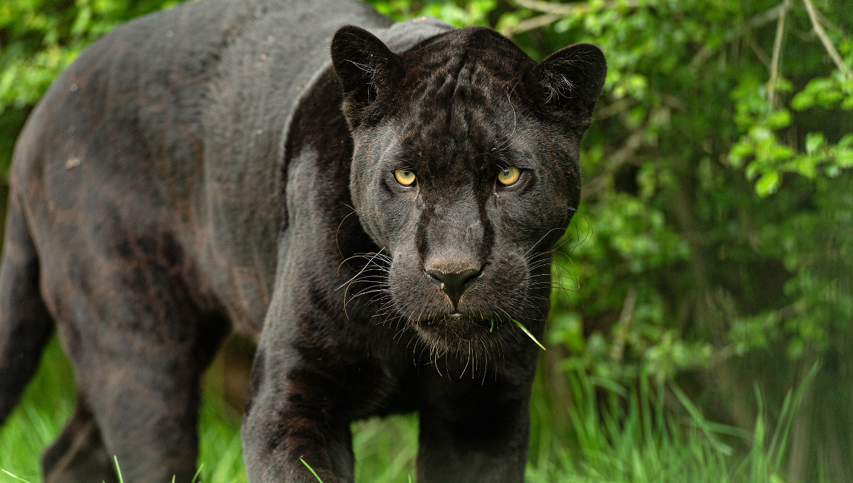 Al jaguar negro comúnmente se le llama "pantera negra". Al jaguar negro comúnmente se le llama "pantera negra".