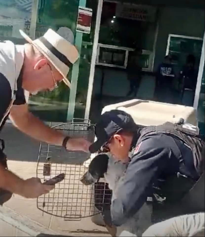 Alexandro Brown, el titular de la Fiscalía Especializada en Delitos contra Animales, Ambiente y Ecosistemas, afirmó que este es el primer caso de detención en flagrancia Alexandro Brown, el titular de la Fiscalía Especializada en Delitos contra Animales, Ambiente y Ecosistemas, afirmó que este es el primer caso de detención en flagrancia