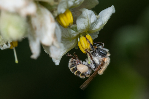 La abeja europea es la especie más abundante en territorio yucateco La abeja europea es la especie más abundante en territorio yucateco