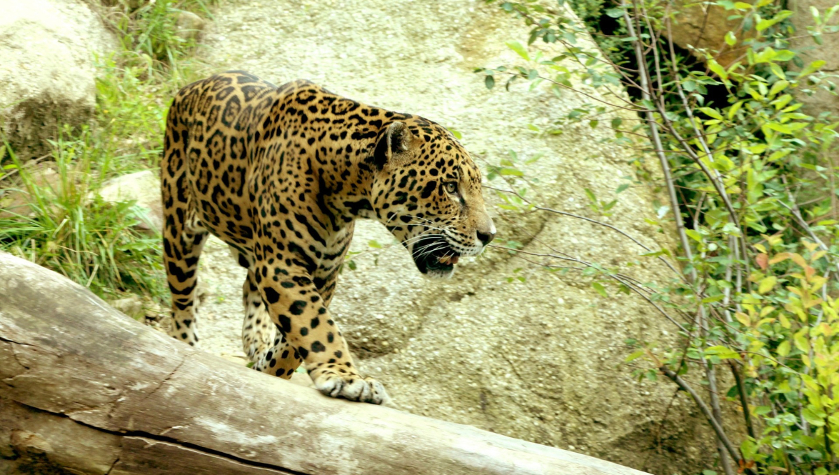 Alberga una biodiversidad única, con especies emblemáticas como el jaguar, el tapir y el mono aullador. Alberga una biodiversidad única, con especies emblemáticas como el jaguar, el tapir y el mono aullador.
