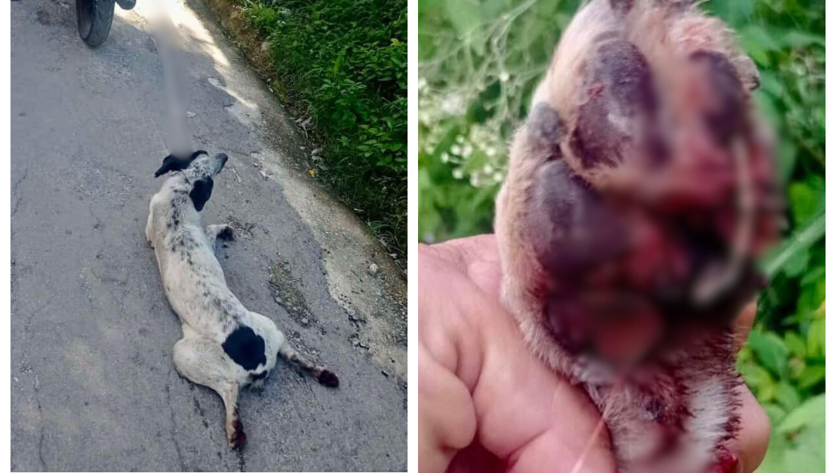 La perrita fue encontrada atada con una soga y arrastrada por una motocicleta La perrita fue encontrada atada con una soga y arrastrada por una motocicleta
