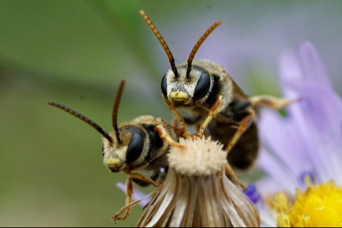 Abejas en Yucatán: ¿Cuántas especies existen y cuáles producen miel?  