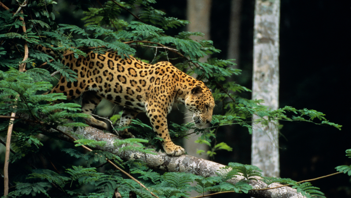 Se estima que en México quedan aproximadamente 4,000 ejemplares de jaguares Se estima que en México quedan aproximadamente 4,000 ejemplares de jaguares