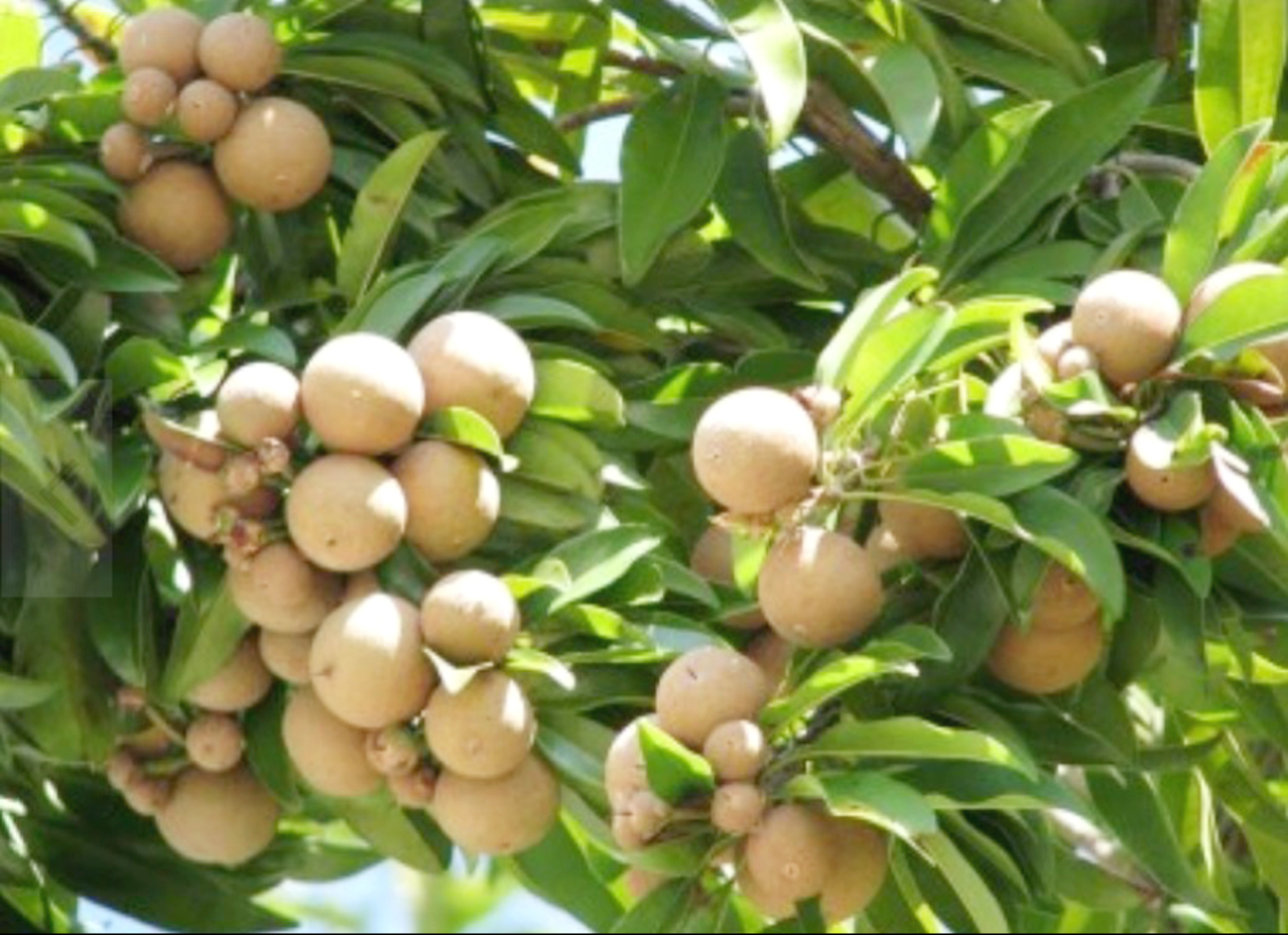 Ante la alta demanda del chicozapote, los locales quieren expandir el mercado de este mismo Ante la alta demanda del chicozapote, los locales quieren expandir el mercado de este mismo