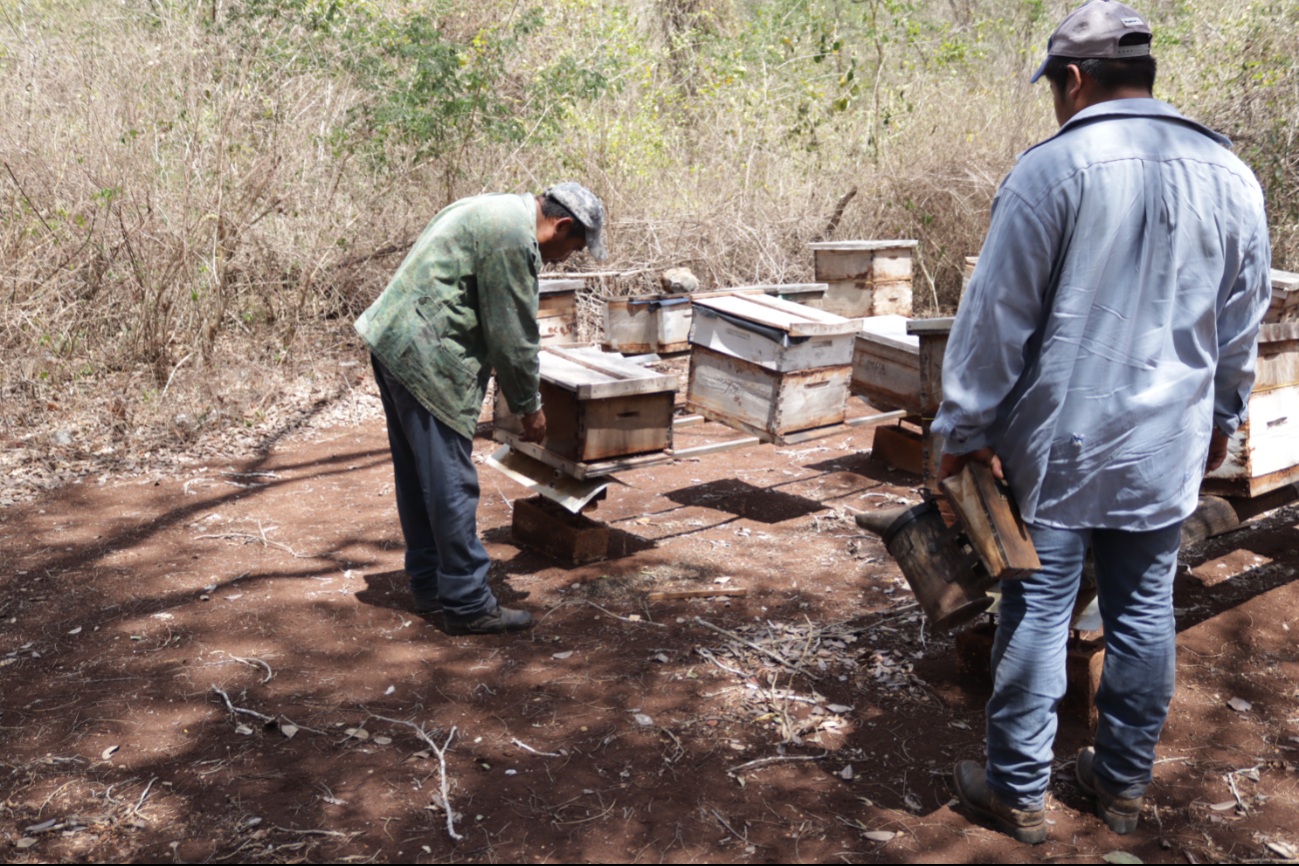 Apicultores y pueblos mayas de Hopelchén lograron un amparo definitivo para proteger las abejas