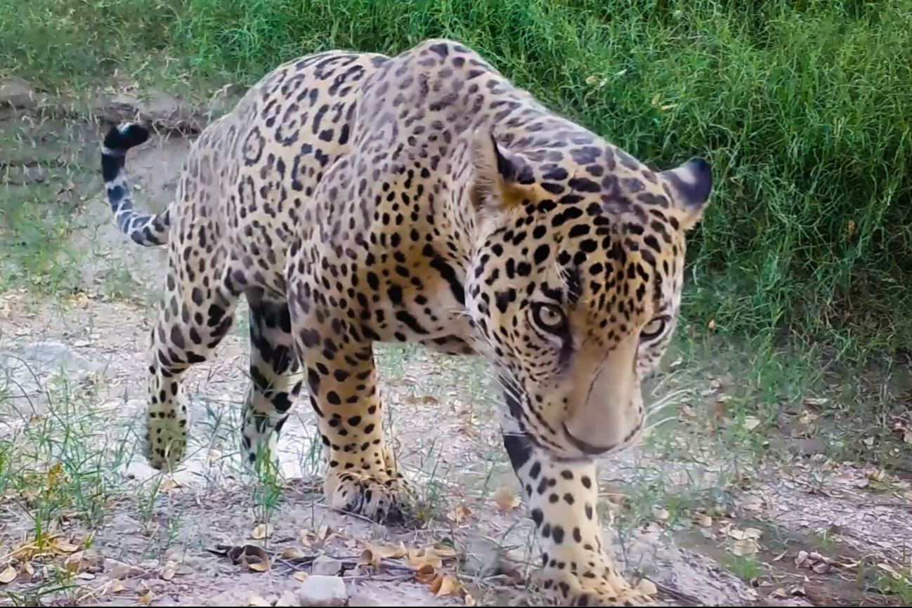 El Jaguar es el felino más grande de América y el tercero más grande del mundo El Jaguar es el felino más grande de América y el tercero más grande del mundo