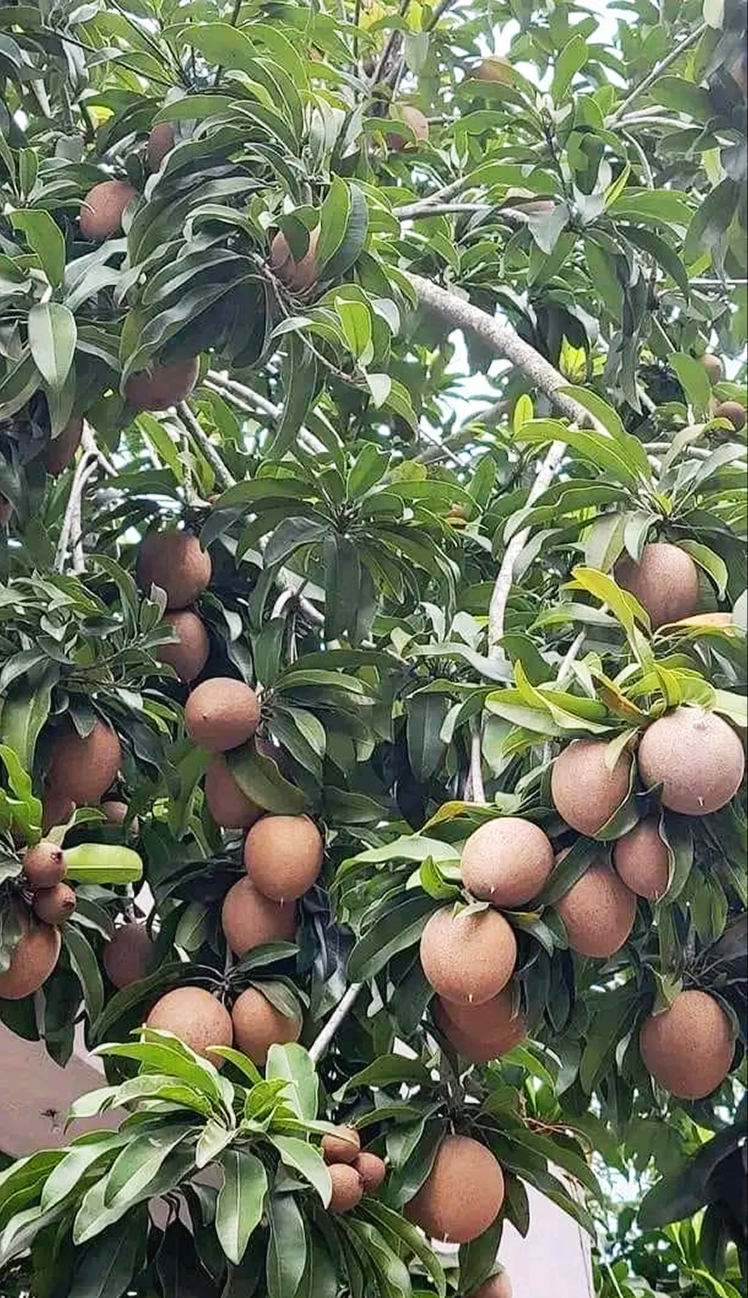 El kilo de chicozapote se vende a 300 pesos El kilo de chicozapote se vende a 300 pesos