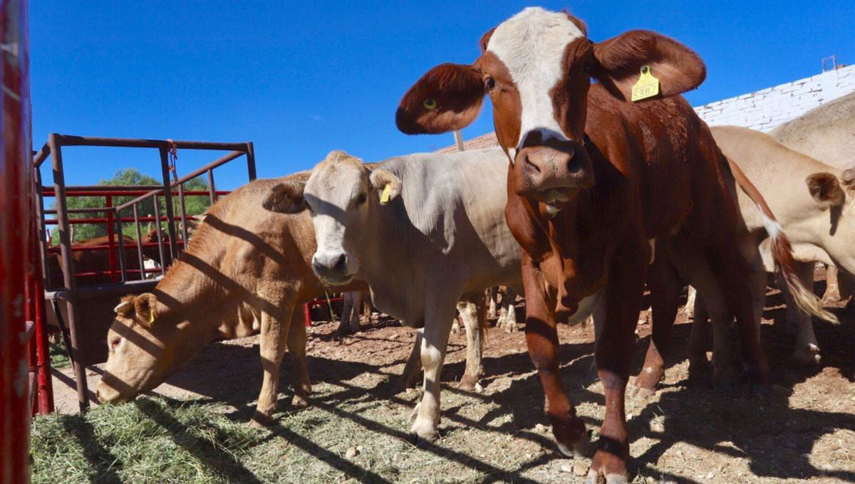 Ganaderos enfrentan pérdidas millonarias tras la suspensión de exportaciones de ganado a Estados Unidos