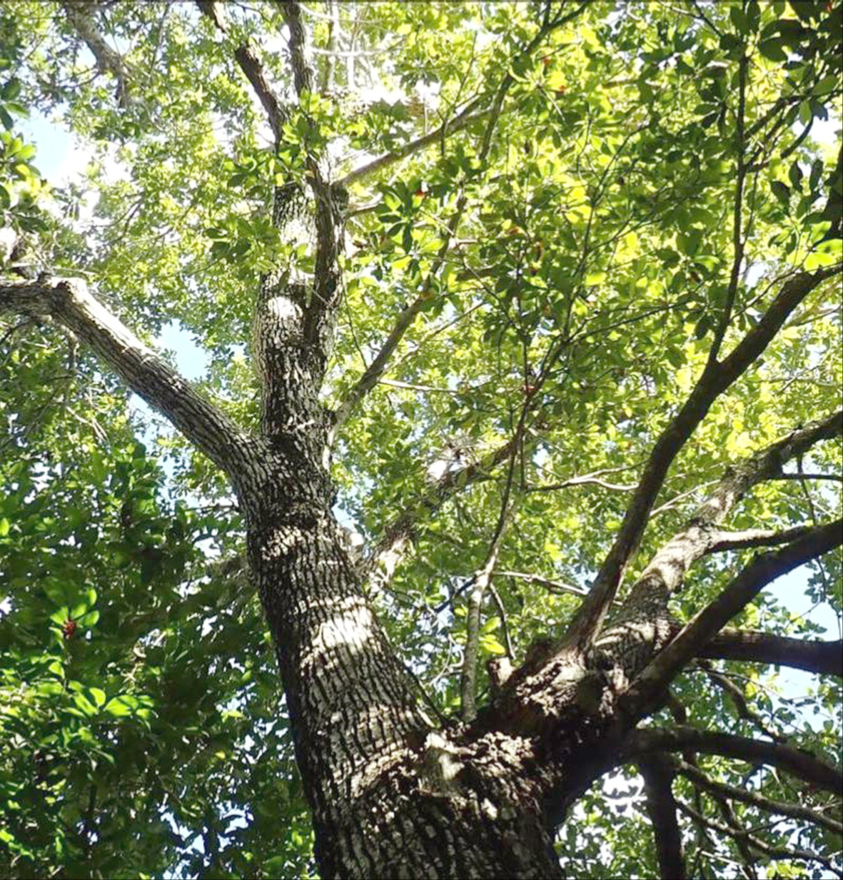 La mayoría de los habitantes se dedica a cuidar ranchos de personas particulares; pocos se enfocan en el campo La mayoría de los habitantes se dedica a cuidar ranchos de personas particulares; pocos se enfocan en el campo