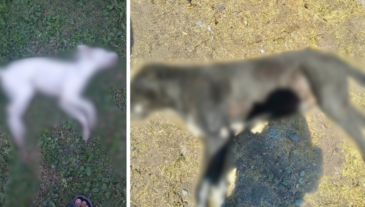 La práctica de envenenar animales preocupa a los vecinos La práctica de envenenar animales preocupa a los vecinos