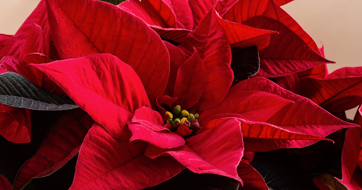 Poinsetia Poinsetia