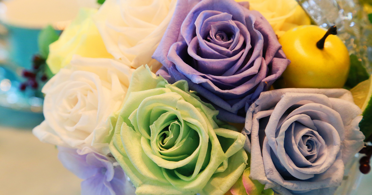 Rosa Rosa