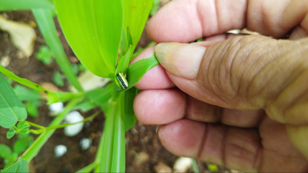 Debido a las plagas no podrán sembrar el grano al menos durante los próximos cinco meses si siguen los daños Debido a las plagas no podrán sembrar el grano al menos durante los próximos cinco meses si siguen los daños