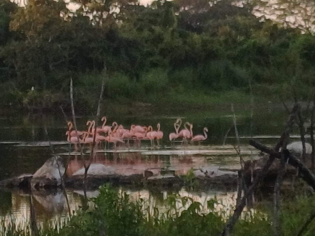 Se han reportado avistamientos de grupos de flamencos en los humedales de Villamar, Champotón Se han reportado avistamientos de grupos de flamencos en los humedales de Villamar, Champotón