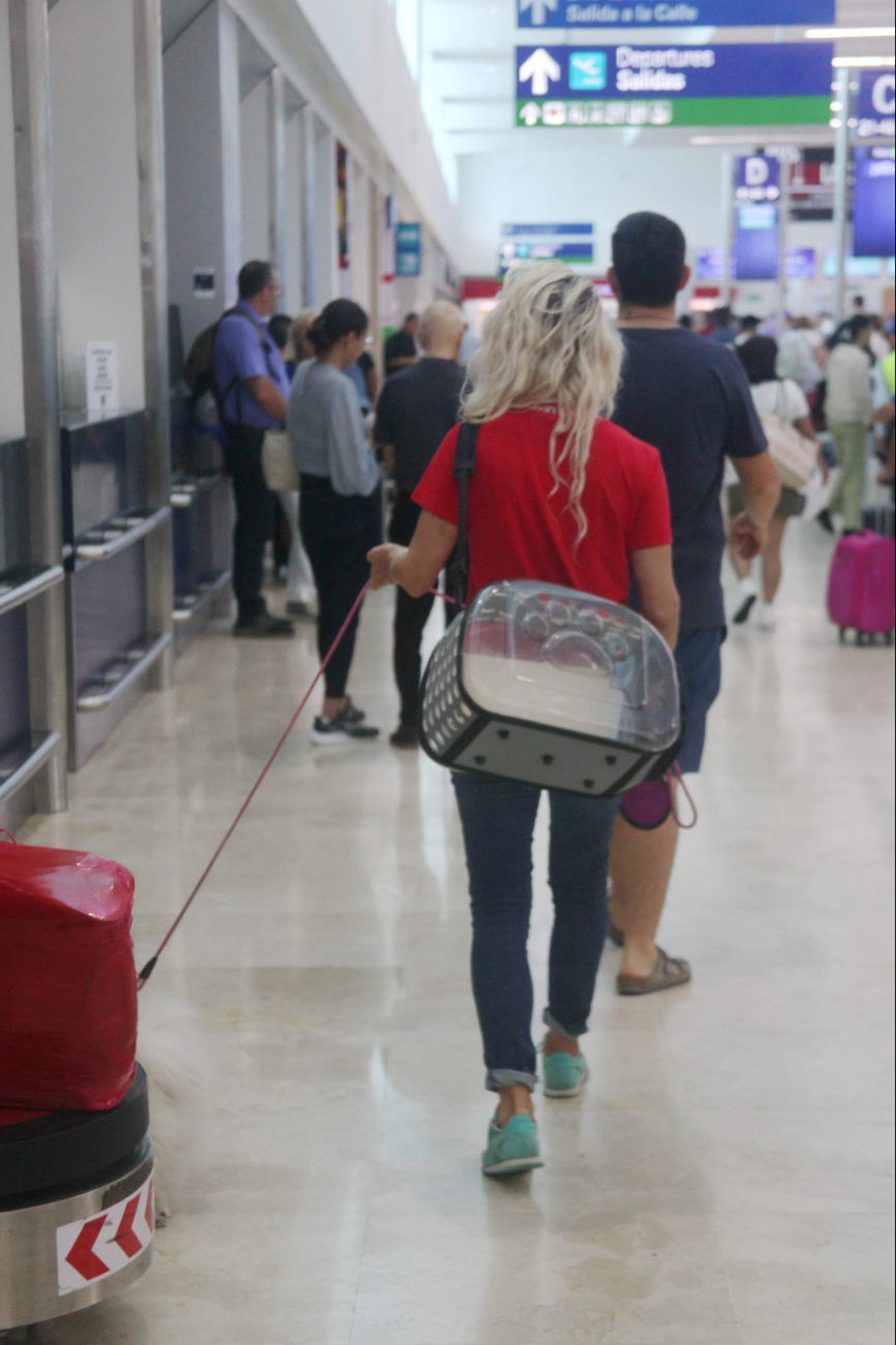 Aerolíneas cuentan con reglas para poder llevar a las mascotas en avión Aerolíneas cuentan con reglas para poder llevar a las mascotas en avión