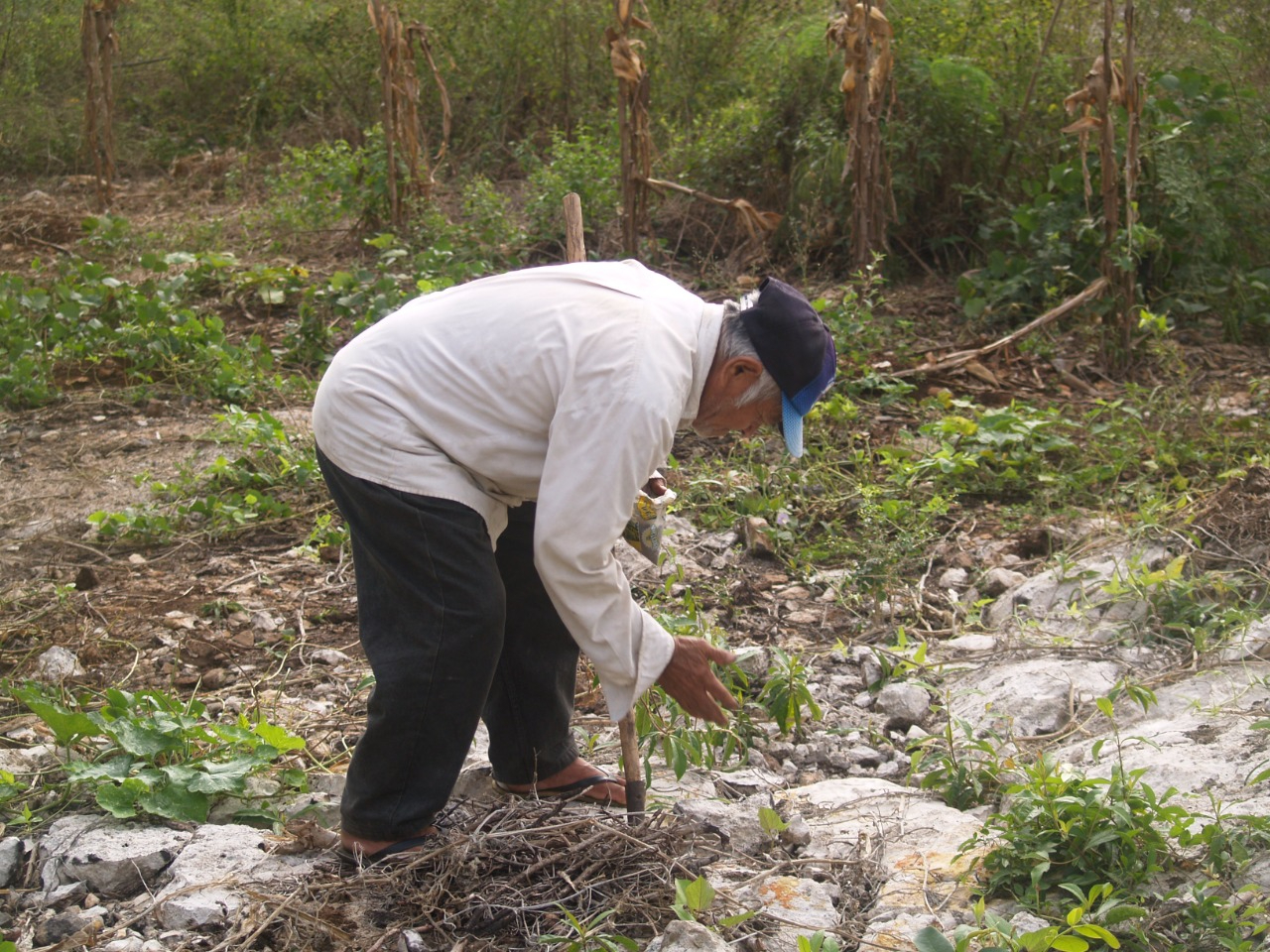 Afirman que los seres de la mitología maya siguen manifestándose en la milpa y algunos predios Afirman que los seres de la mitología maya siguen manifestándose en la milpa y algunos predios