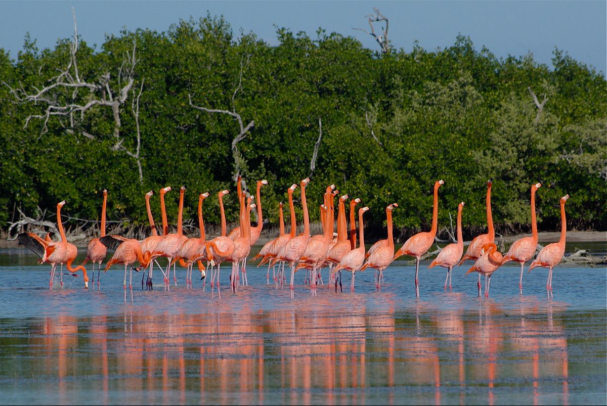 Este fenómeno sugiere que la especie está regresando a su hábitat natural Este fenómeno sugiere que la especie está regresando a su hábitat natural