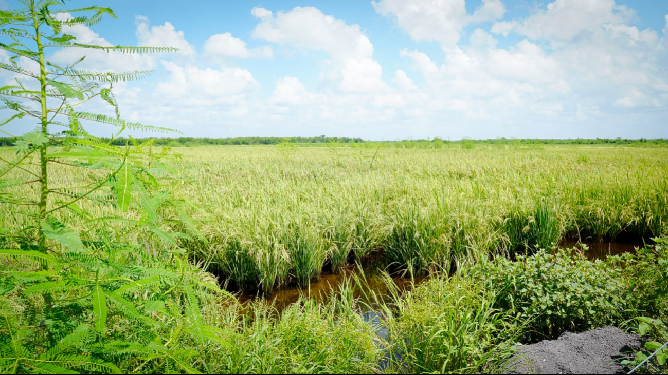 Sin afectaciones mayores en sector agrícola de Campeche Sin afectaciones mayores en sector agrícola de Campeche