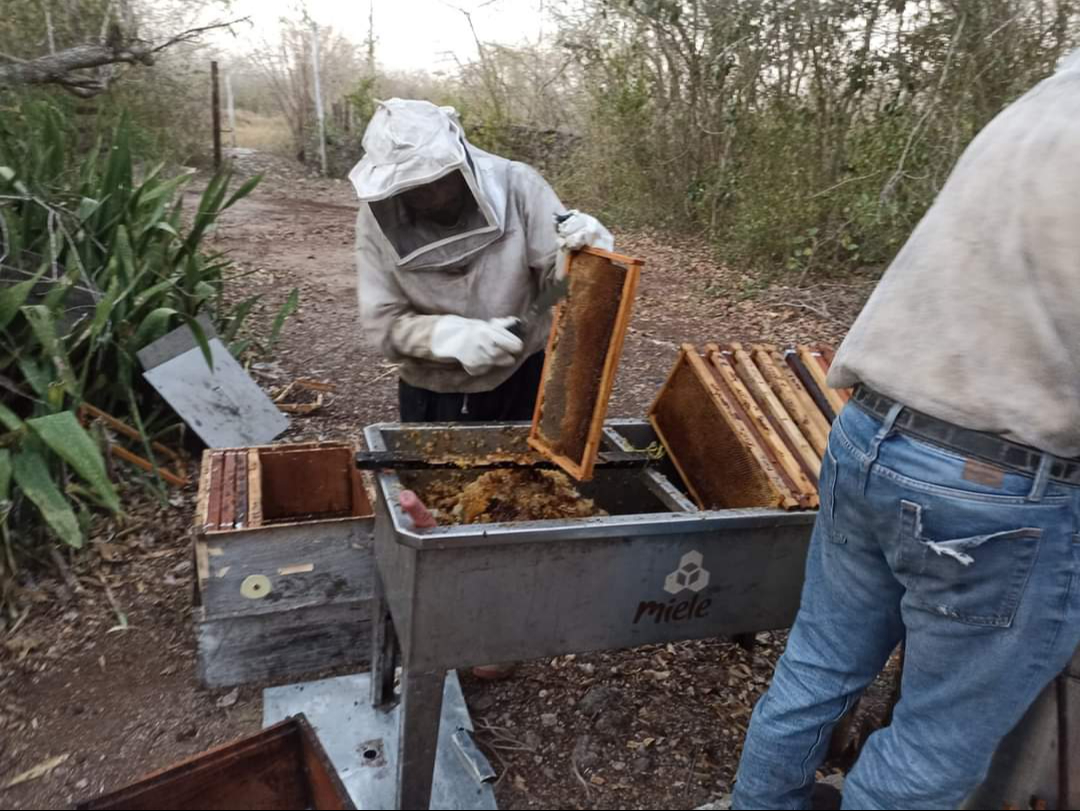 Tras enfrentar la temporada de sequías y de lluvia, productores fortalecen sus colmenas