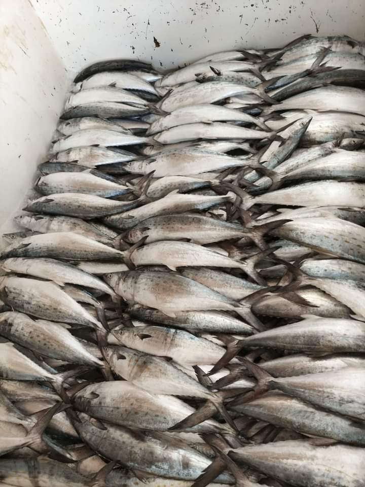 Pesca de sierra en Ciudad del Carmen mantiene confiados a rivereños  