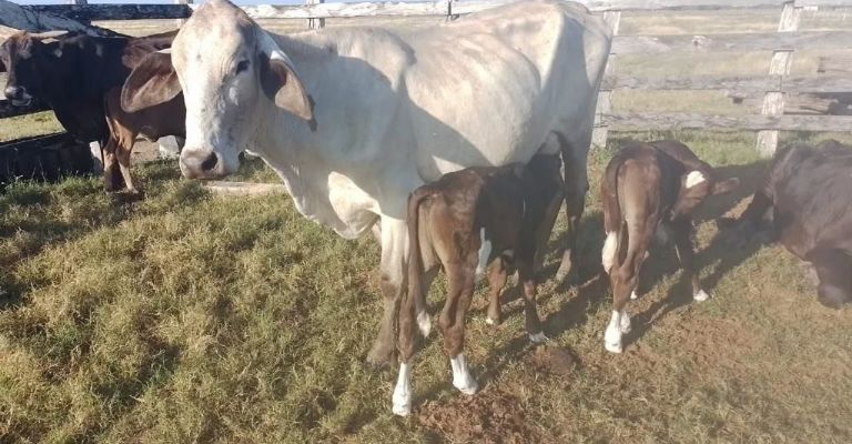 Los ganaderos de Carmen creen que también se deben inyectar recursos al sector pecuario, que ha sido abandonado Los ganaderos de Carmen creen que también se deben inyectar recursos al sector pecuario, que ha sido abandonado
