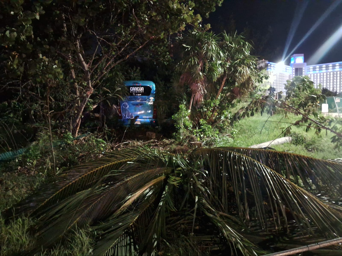 Debido a la falta de precaución, el camión ingresó a la vegetación destruyendo algunas palmeras Debido a la falta de precaución, el camión ingresó a la vegetación destruyendo algunas palmeras