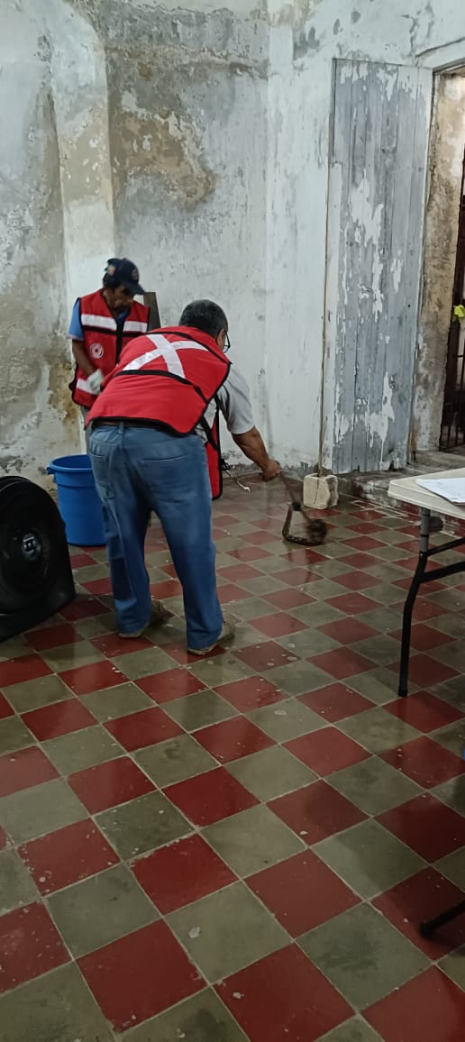 La serpiente, una boa, fue capturada por personal de protección civil y liberada en su hábitat natural La serpiente, una boa, fue capturada por personal de protección civil y liberada en su hábitat natural