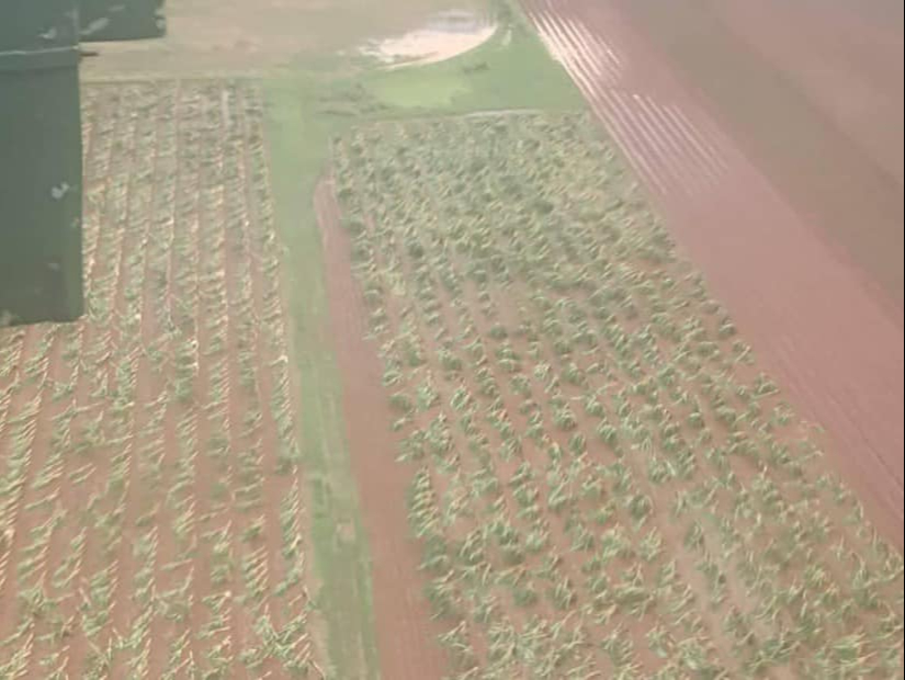 Se registran fuertes daños en los cultivos agricolas en Artemisa y Mayabeque, principales suministradores de alimentos a la capital. Se registran fuertes daños en los cultivos agricolas en Artemisa y Mayabeque, principales suministradores de alimentos a la capital.