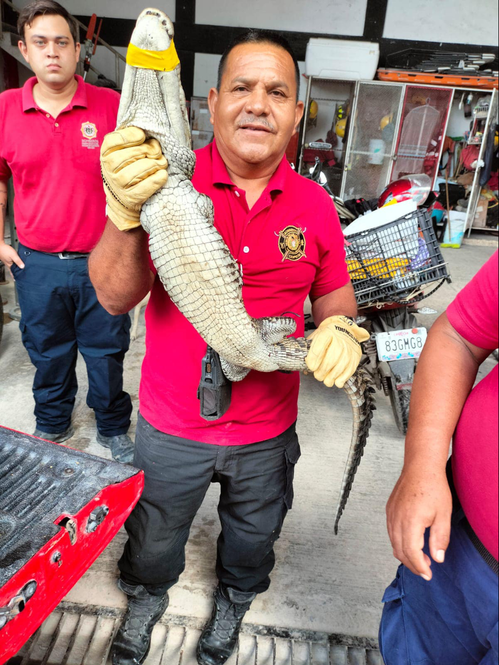 El cocodrilo fue entregado a la PROFEPA para su reintegración al manglar El cocodrilo fue entregado a la PROFEPA para su reintegración al manglar