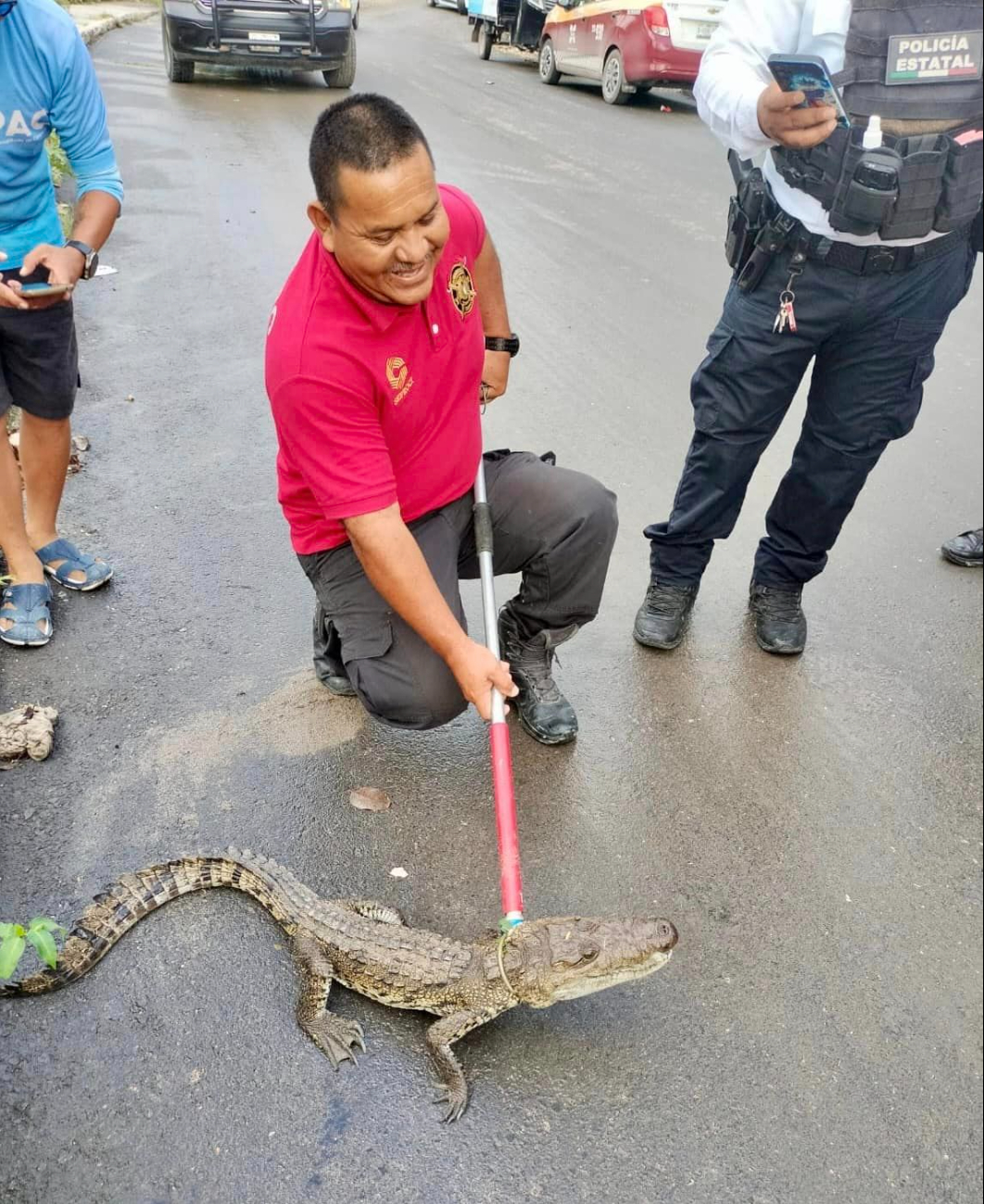 El reporte al 911 movilizó a los bomberos de Campeche, quienes capturaron al reptil en la calle Kikab El reporte al 911 movilizó a los bomberos de Campeche, quienes capturaron al reptil en la calle Kikab