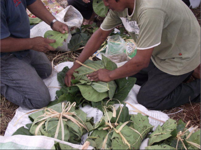 Los hombres cocinan tortillas en hornos subterráneos Los hombres cocinan tortillas en hornos subterráneos