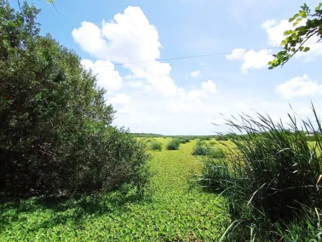 Sabana de Chetumal corre riesgo de secarse, según expertos / Especial Sabana de Chetumal corre riesgo de secarse, según expertos / Especial