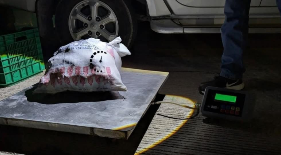 Fueron asegurados 300 kilos de langosta por su captura furtiva Fueron asegurados 300 kilos de langosta por su captura furtiva