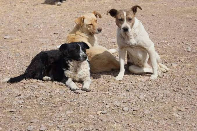 Un proyecto dedicado a estos animales es necesario para atender el problema. Un proyecto dedicado a estos animales es necesario para atender el problema.