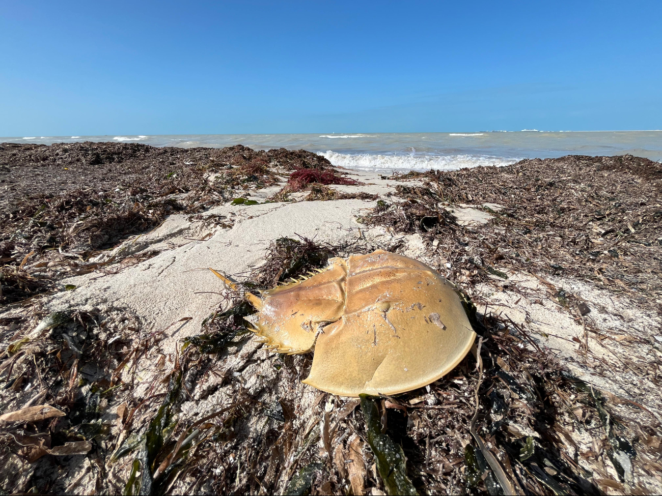 Efectos del Frente Frío 14 provocan recale de fauna marina en costas de Yucatán 