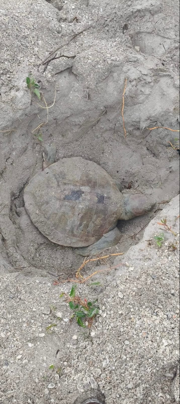 Presumiblemente, la tortuga fue atacada por un tiburón y murió por ahogamiento Presumiblemente, la tortuga fue atacada por un tiburón y murió por ahogamiento