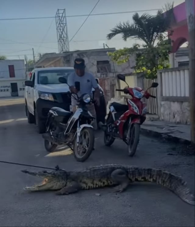 Cocodrilo de más de 2 metros de largo, causa gran susto al entrar a una casa Cocodrilo de más de 2 metros de largo, causa gran susto al entrar a una casa