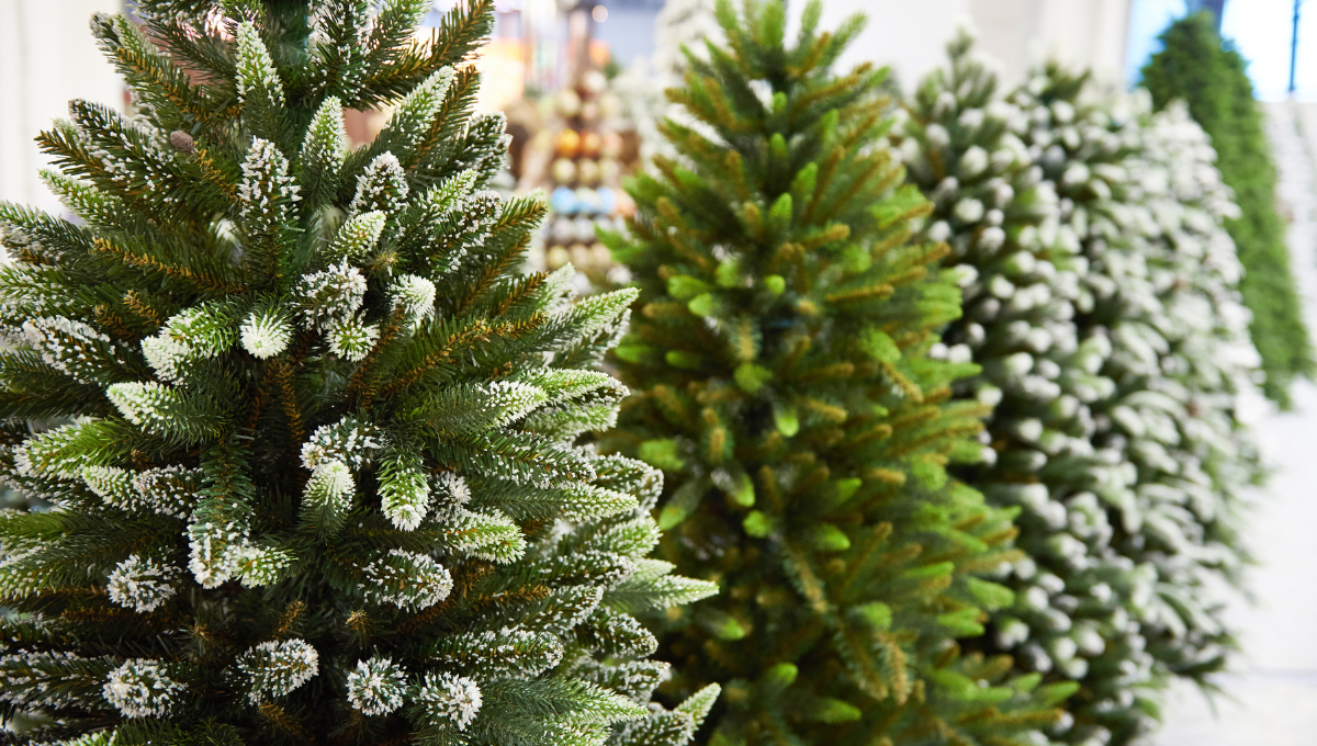 Esto cuesta un árbol de Navidad en Campeche: ¿Cuál elegir, natural o artificial?  