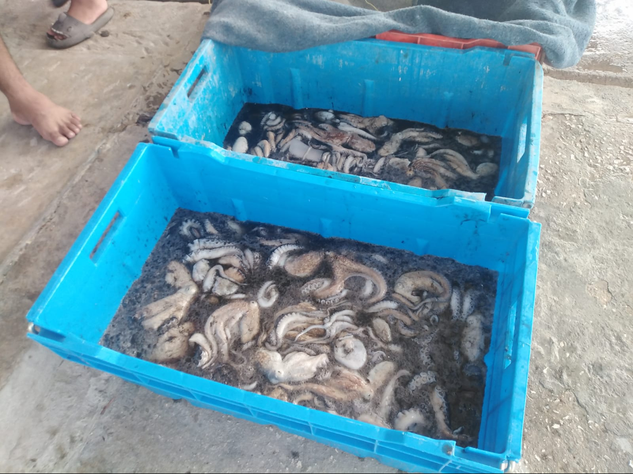 En Sabancuy, sólo unos 300 de cerca de 750 hombres de mar decidieron aventurarse este año a la temporada, pero a finales de noviembre dejaron de salir a capturarlo En Sabancuy, sólo unos 300 de cerca de 750 hombres de mar decidieron aventurarse este año a la temporada, pero a finales de noviembre dejaron de salir a capturarlo